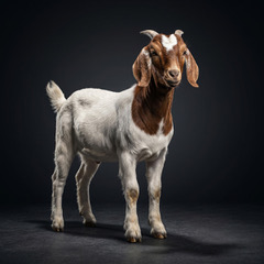 Buck Norris